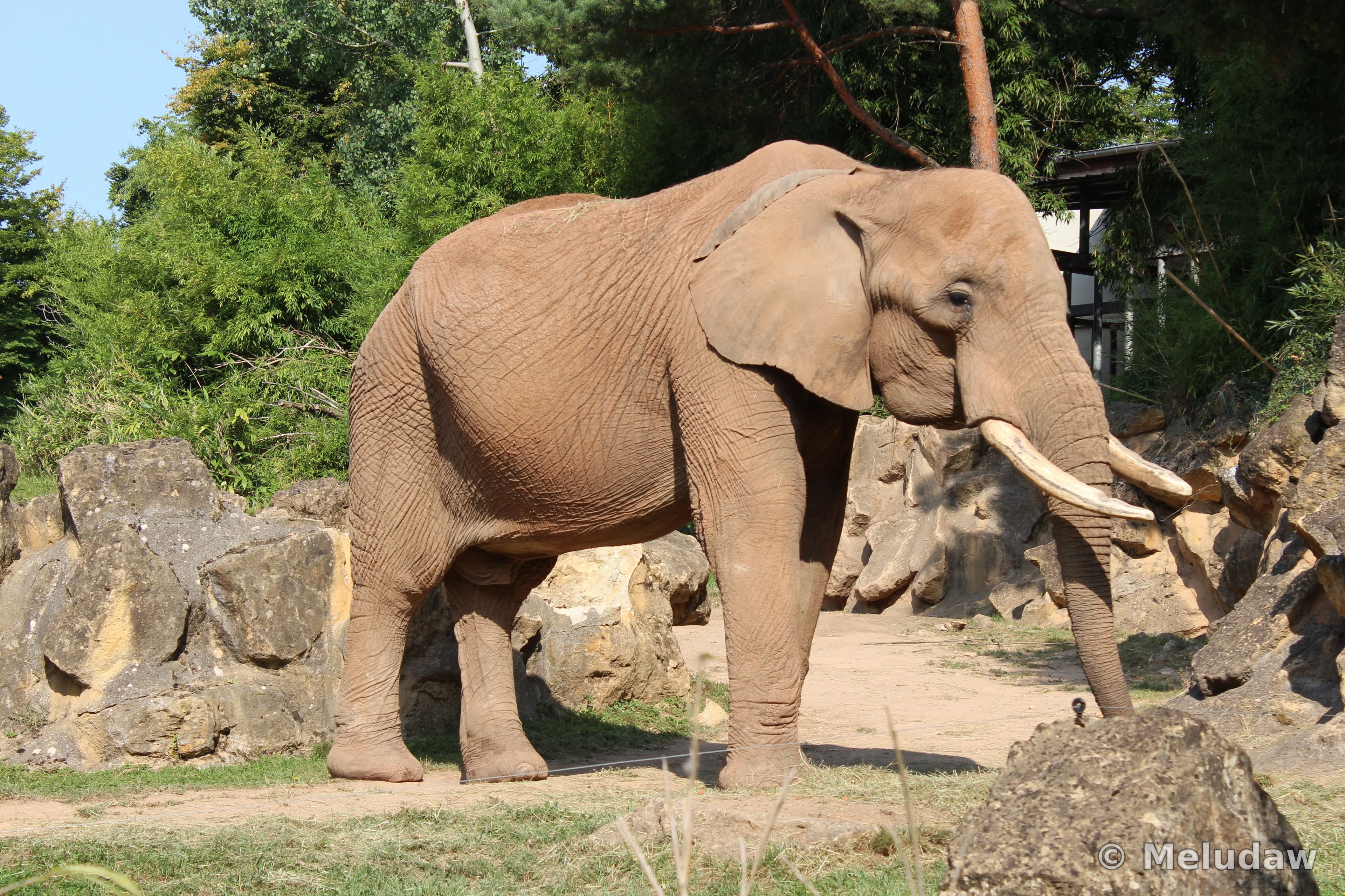 Elephant