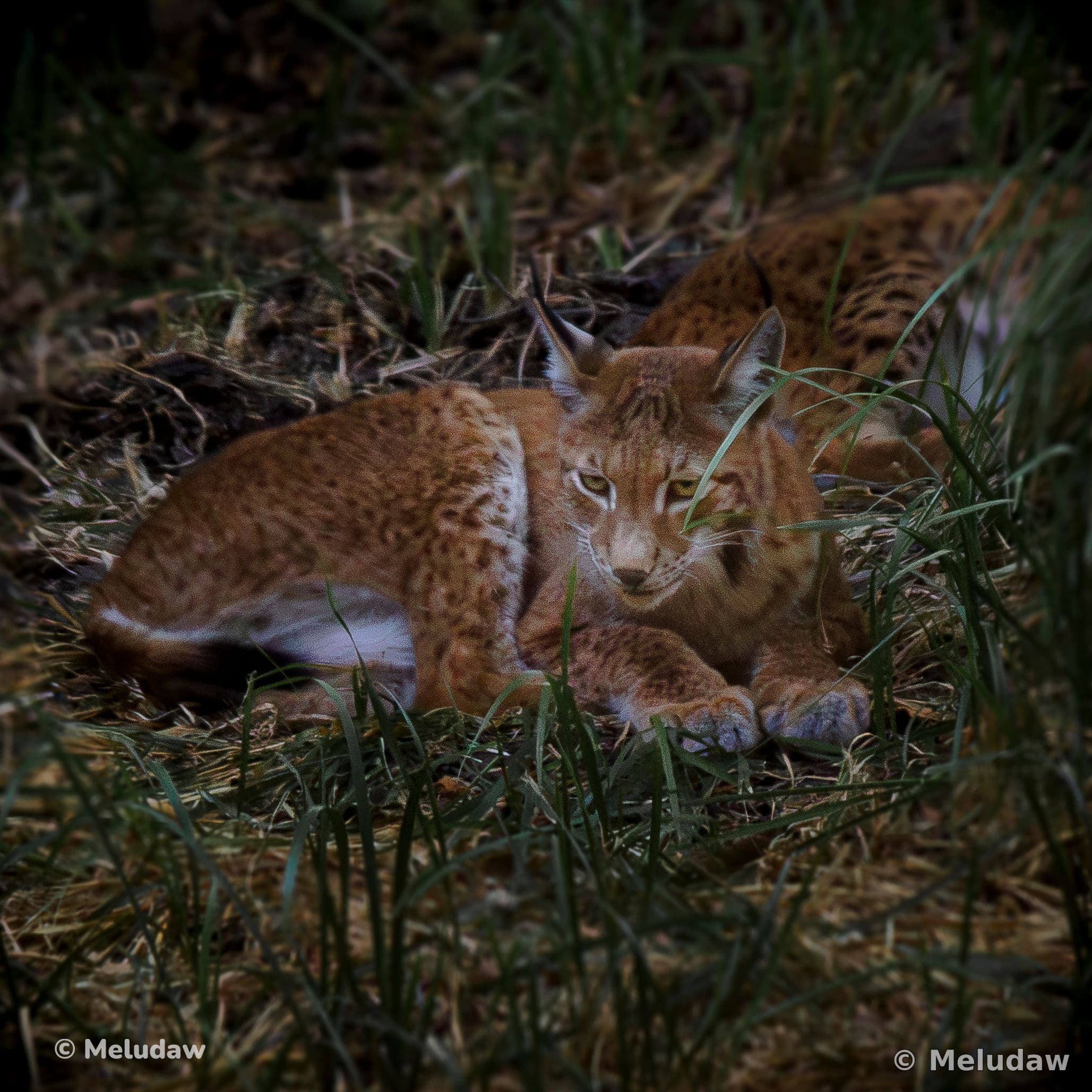 Lynx Stcroix août 2026