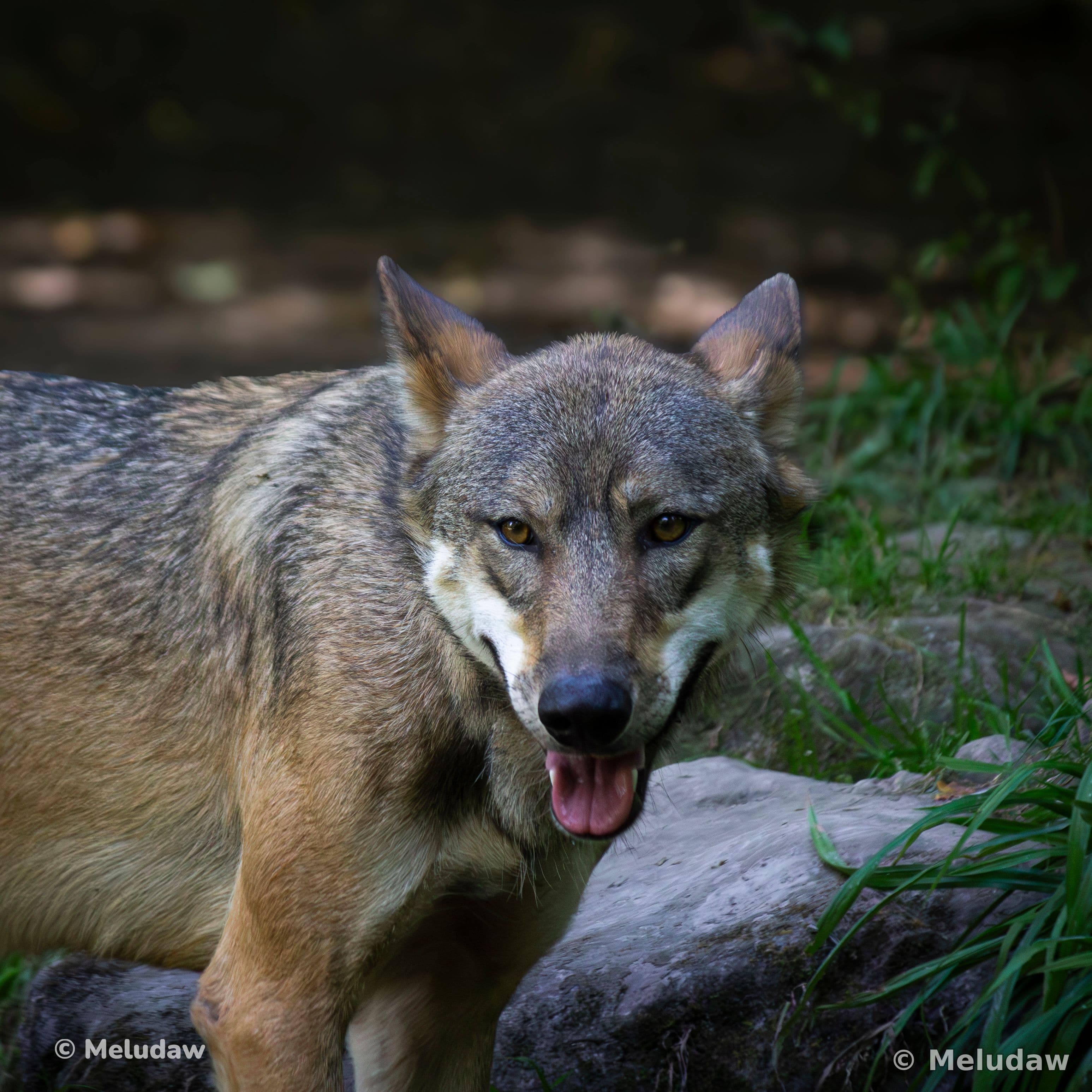 Loup gris Stcroix août 2026
