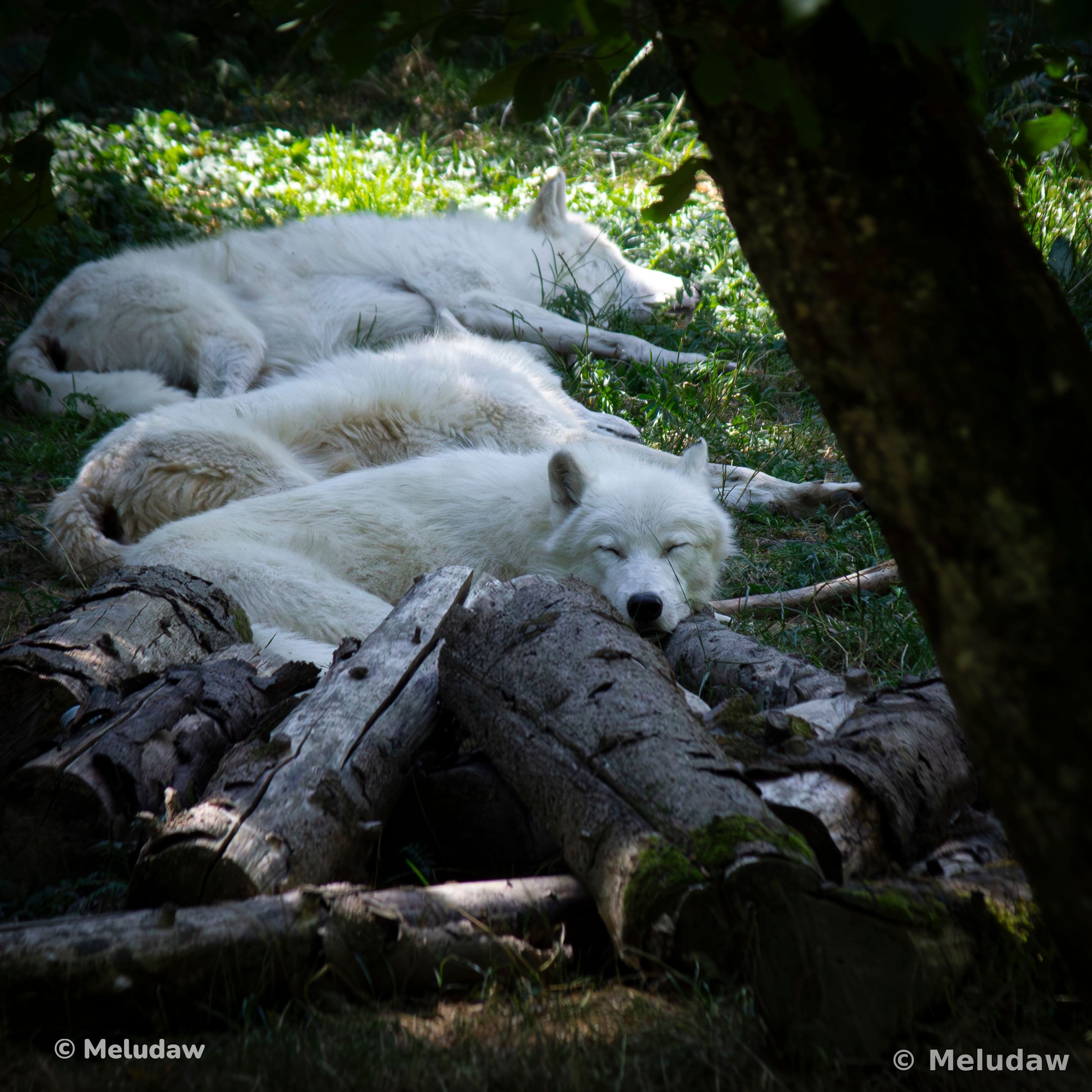 Loup blanc qui dort Stcroix août 2026