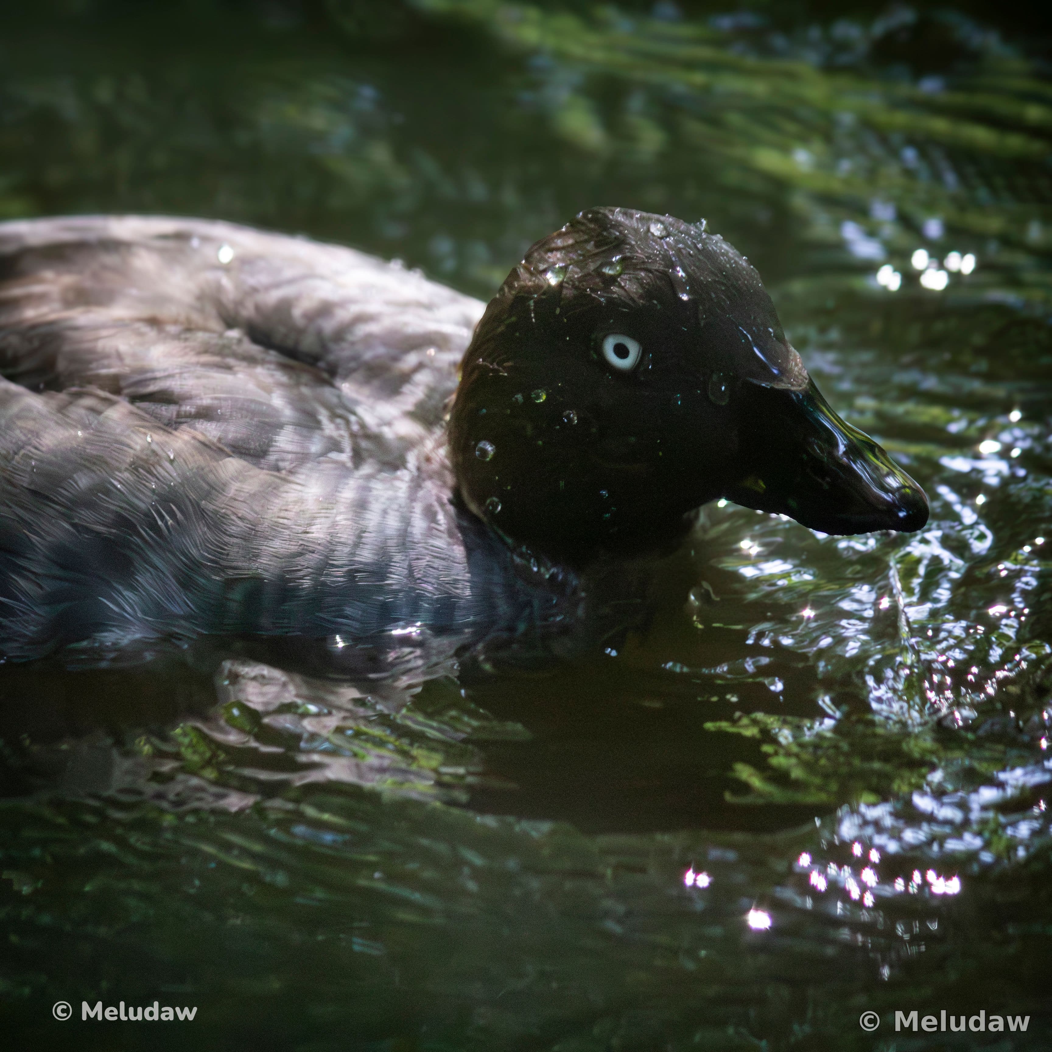 Canard sortant la tête de l'eau Stcroix août 2026