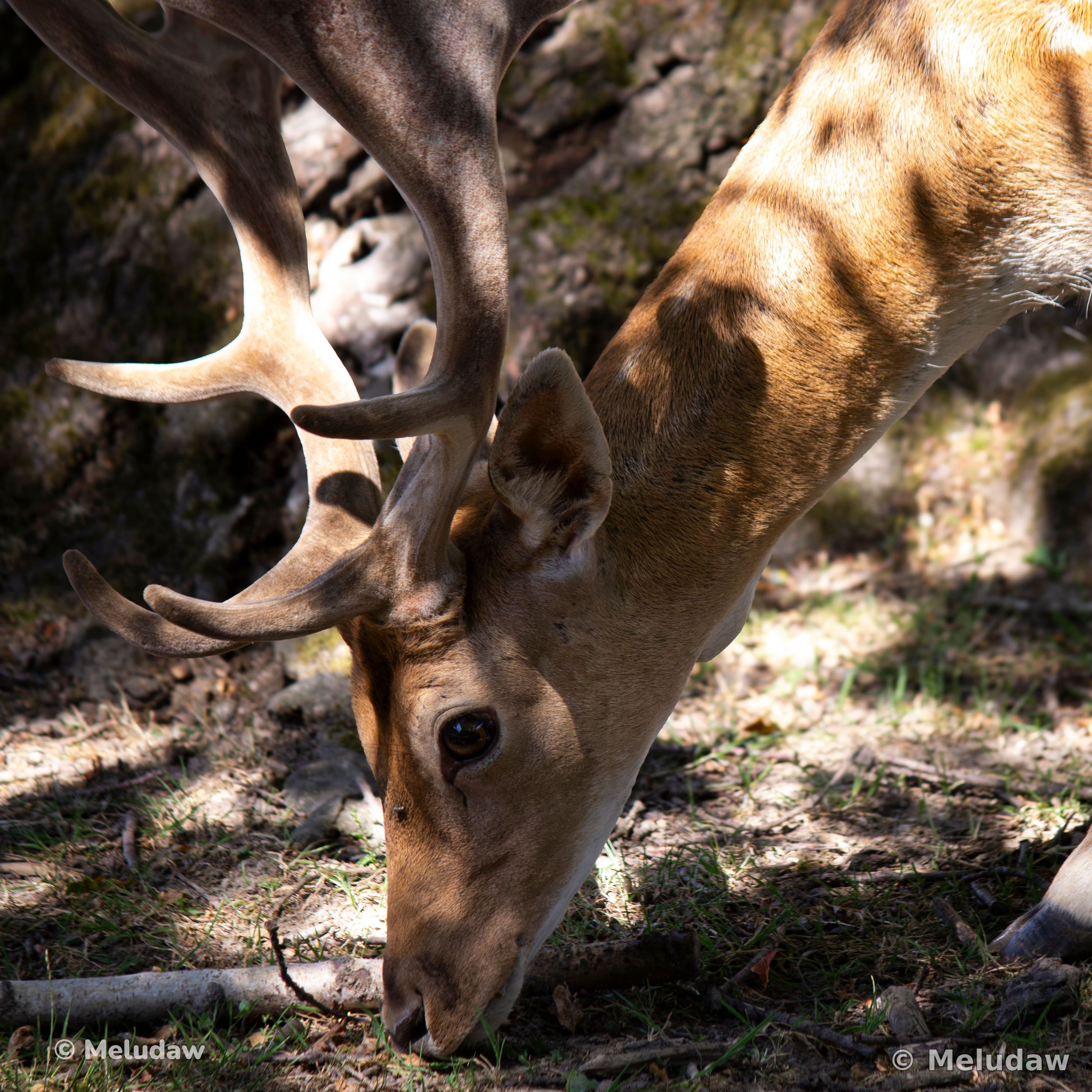 Cerf qui mange Stcroix août 2026