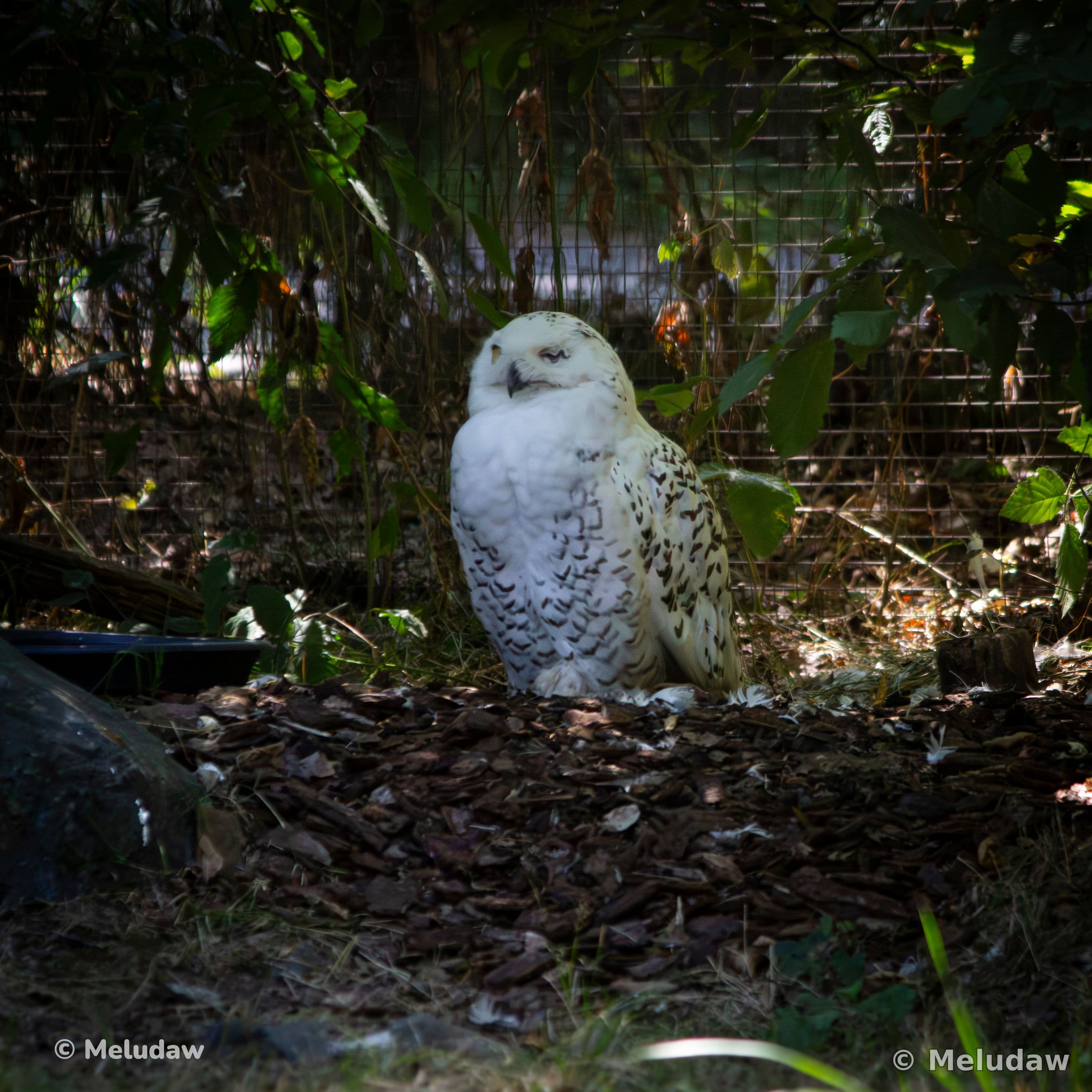 Hedwige Stcroix août 2026