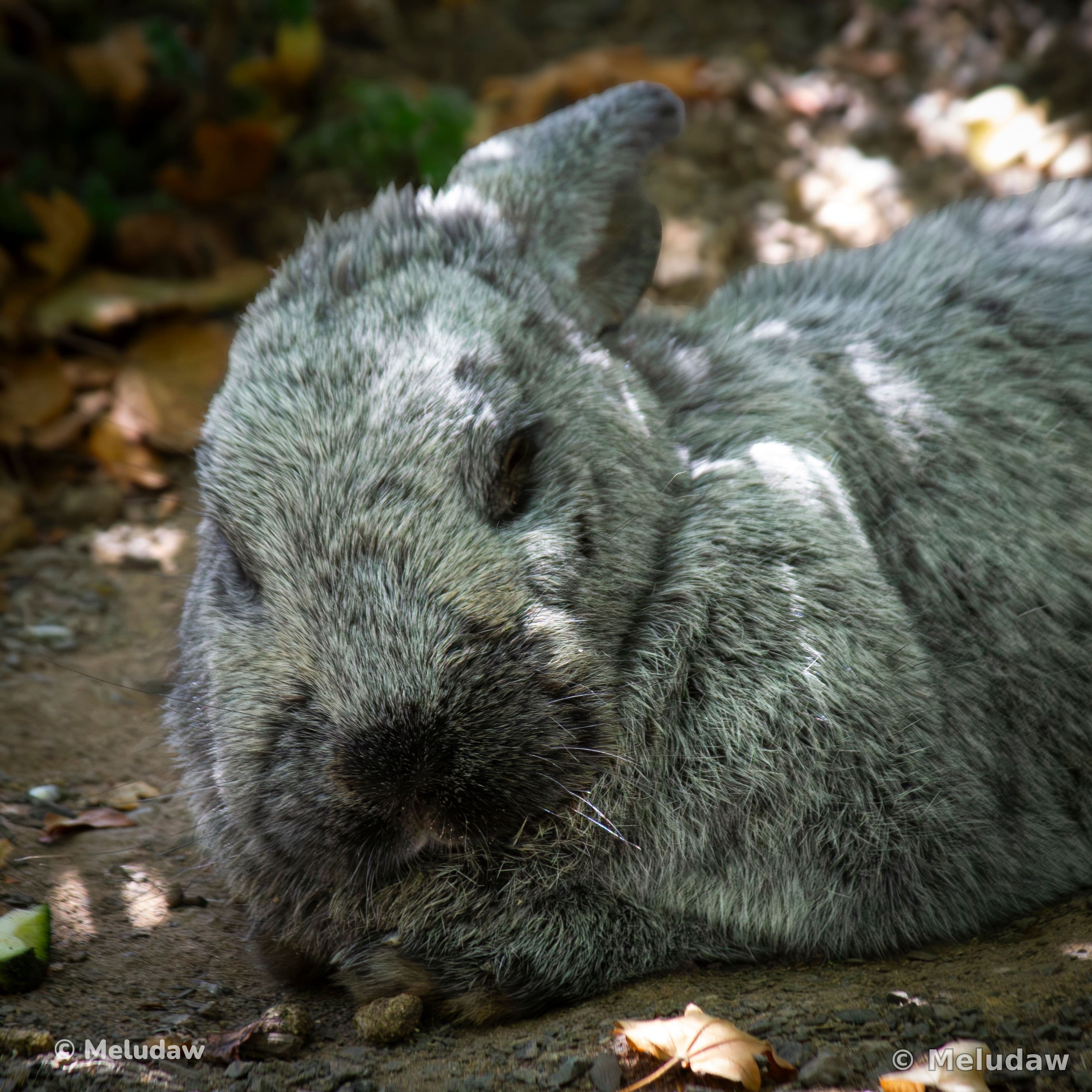 Lapin Stcroix août 2026