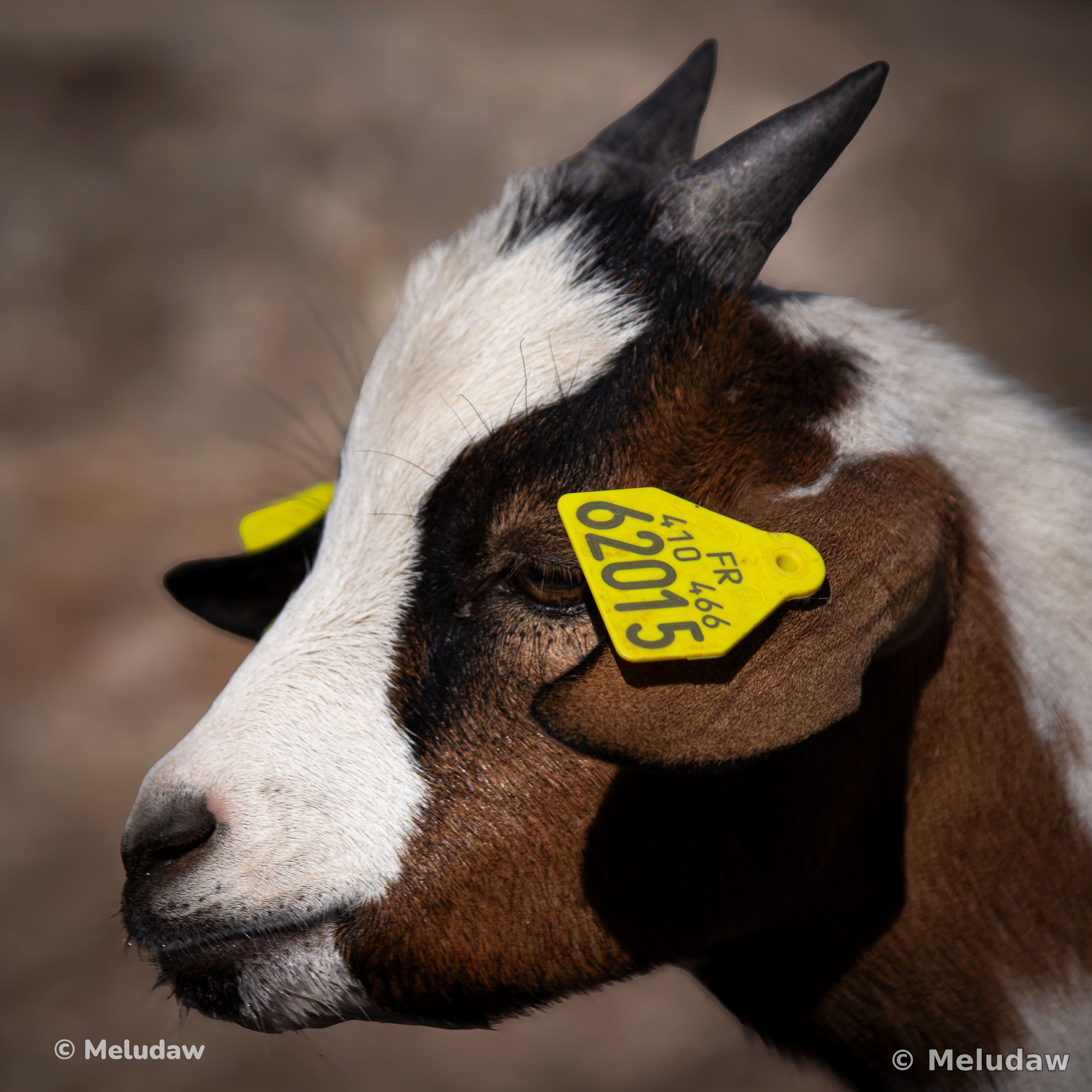 Chèvre Stcroix août 2026