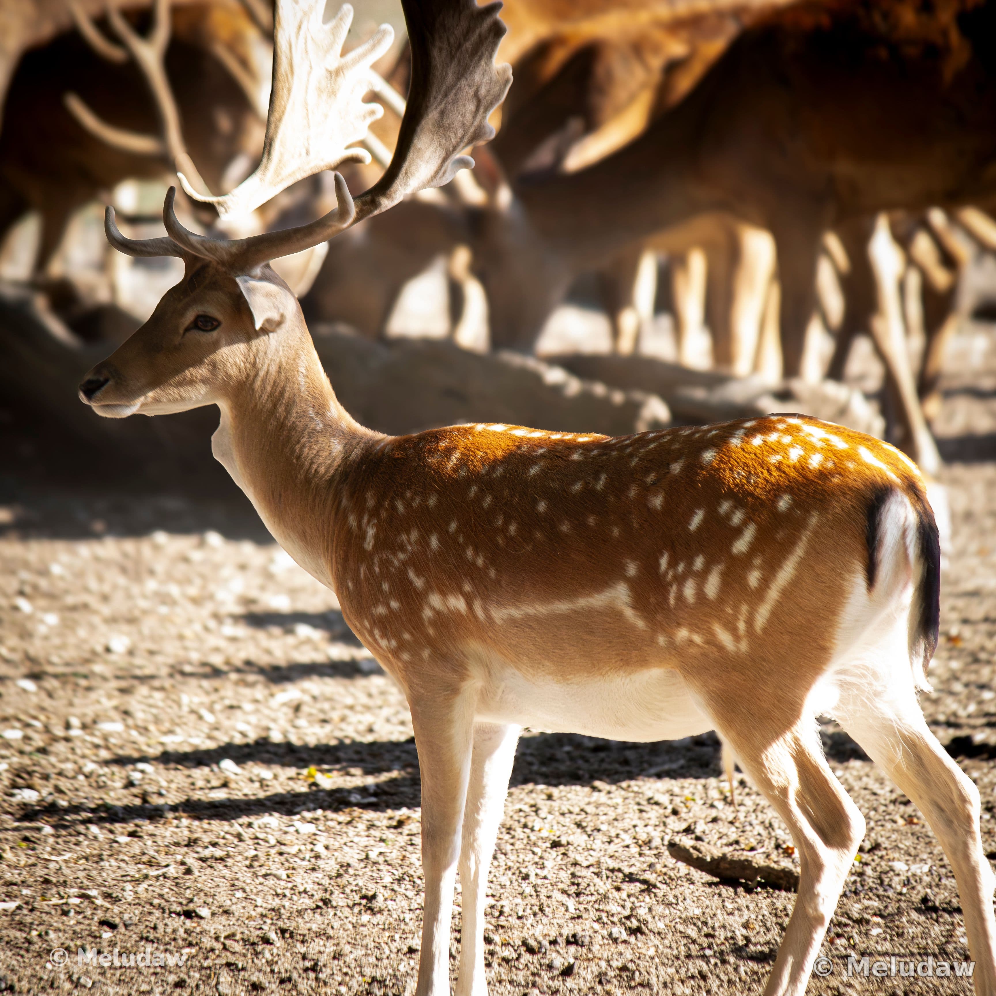 Cerf Stcroix août 2026