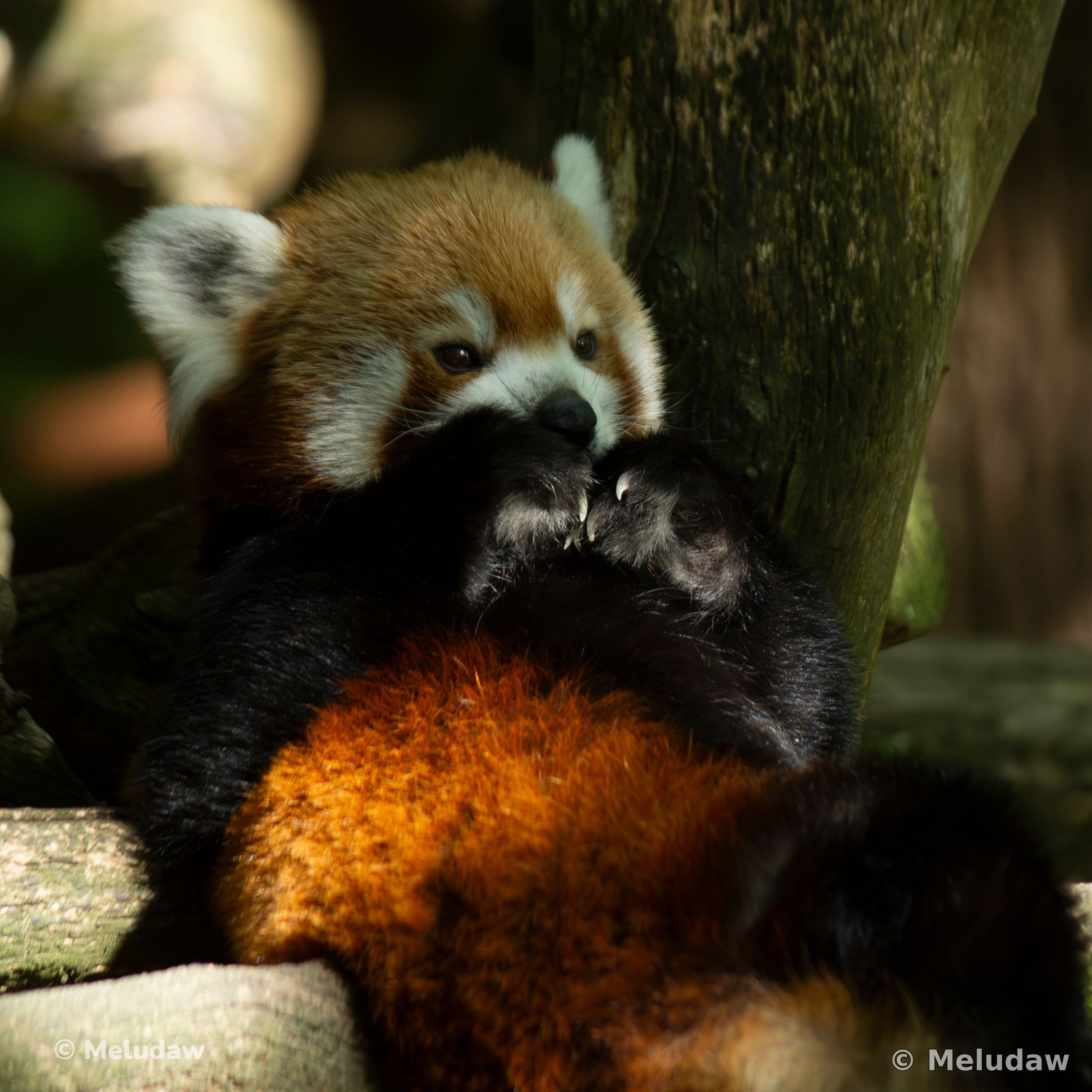 Panda roux qui mange Stcroix août 2026