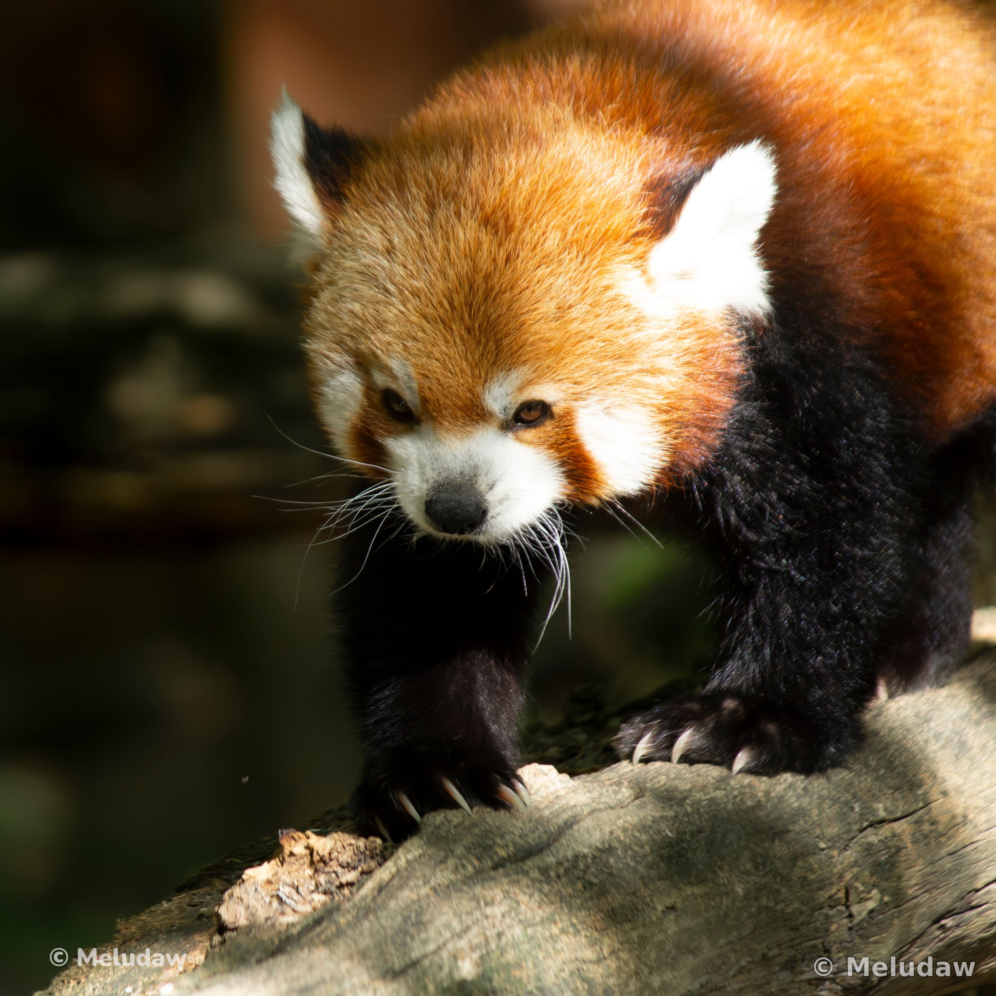 Panda roux Stcroix août 2026