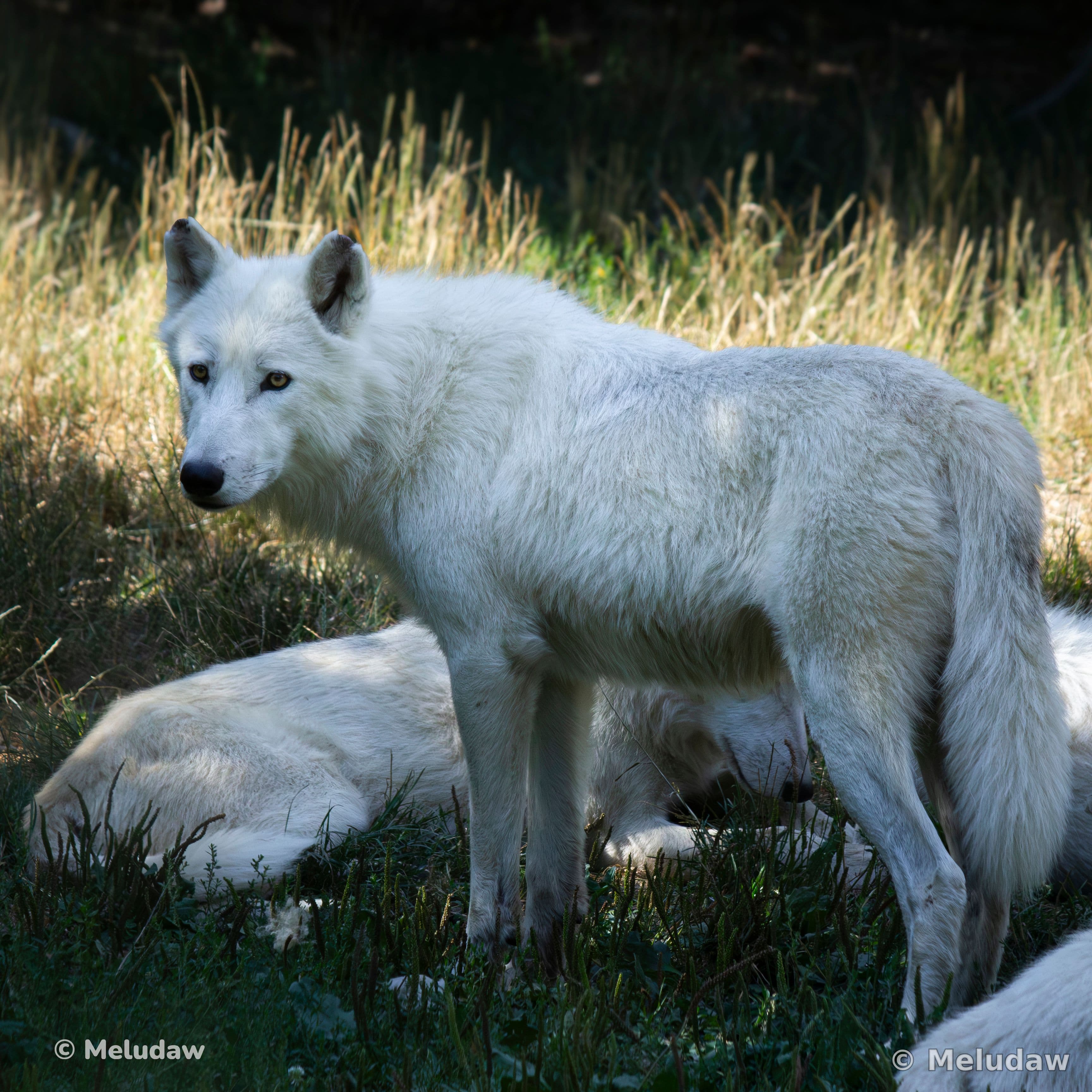 Loup blanc Stcroix août 2026